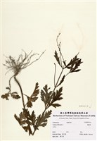 藏品(馬鞭草)的圖片